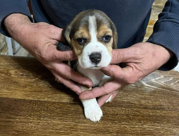 Beagle Beagle puppies