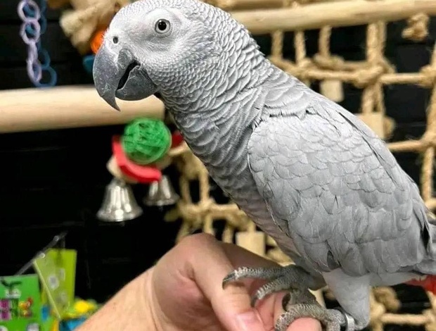 African Grey Parrot Excellent African Grey parrots available now