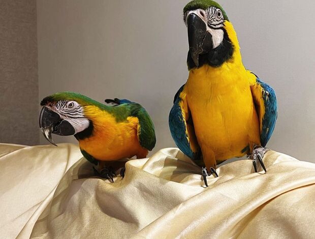 Macaw Blue and Gold Macaw Parrots for sale