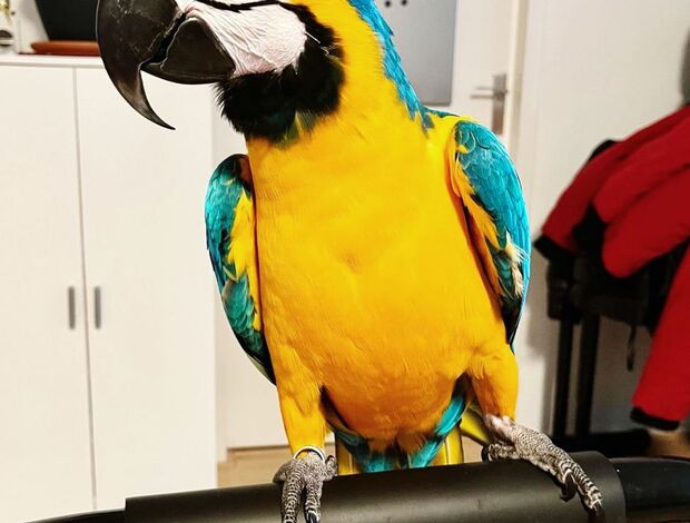 Parrot Male and Female Blue and Gold Macaw Parrots