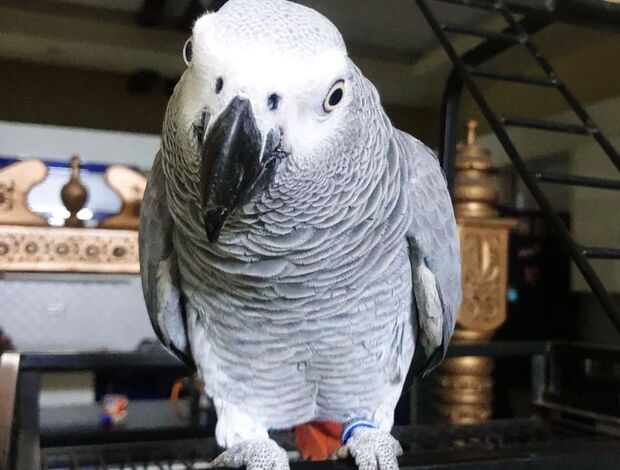 African Grey Parrot Pair of African Grey Parrots