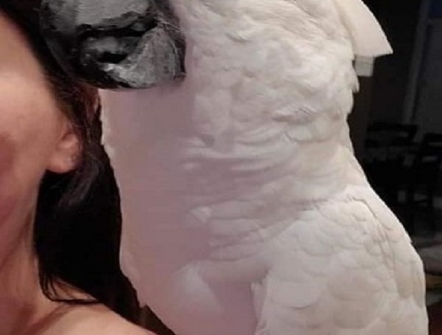 Cockatoo Talkative Cockatoos Parrots