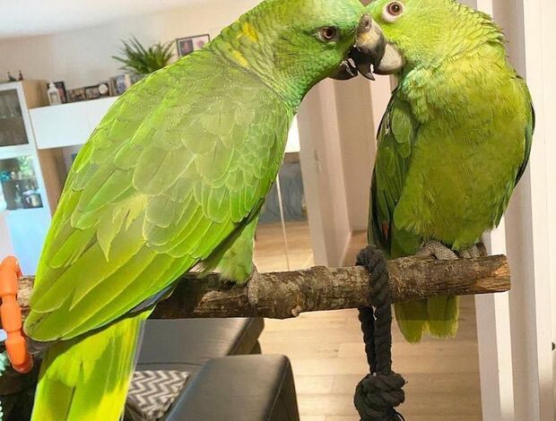 Amazon Parrot Adorable Amazon Male And Female Parrots