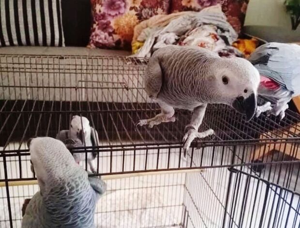African Grey Parrot African Grey Parrots