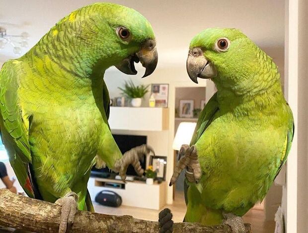 Amazon Parrot Amazon Male And Female Parrots