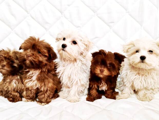 Bolognese Bolonka Zwetna puppies