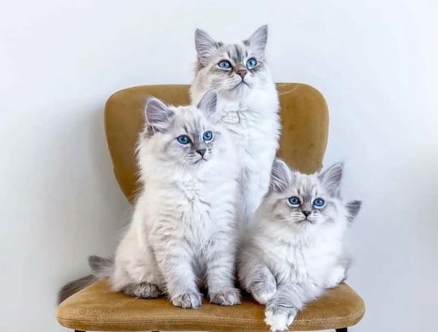 Ragdoll Ragdoll kittens for sale