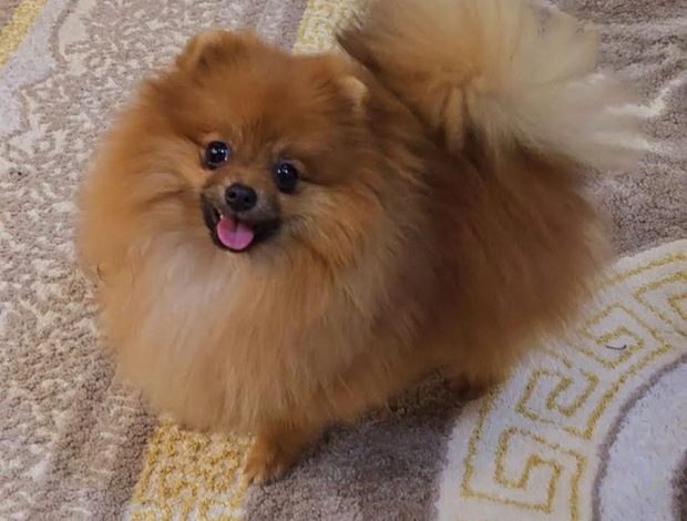 Pomeranian Purebred Boo Pomeranian puppies