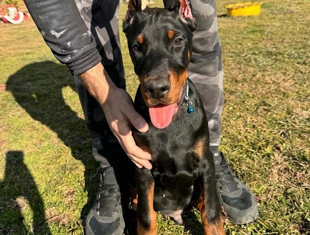 Doberman Pinscher Doberman