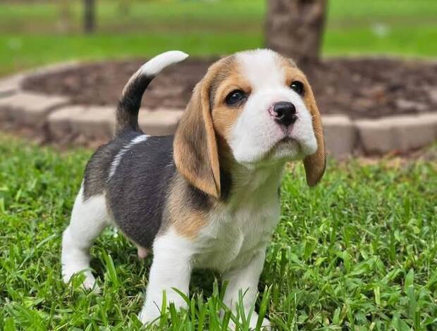 Beagle Beagle Puppies for adoption