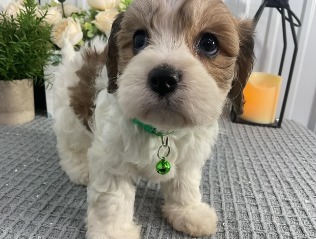 Cavalier King Charles Spaniel Cavachon Puppies Looking for new home