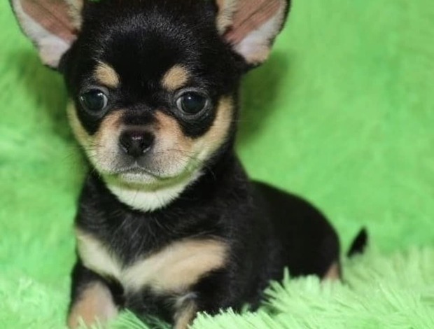 Chihuahua Chihuahua Puppies Ready to go now