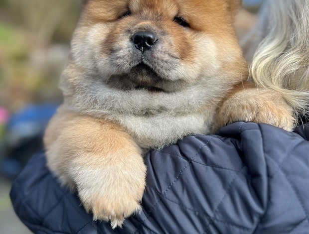 Chow Chow Chow Chow Puppies