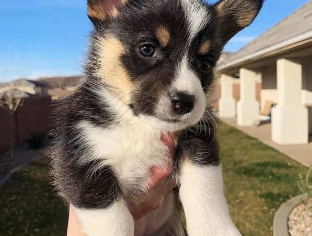 Welsh Corgi, Pembroke Adorable Corgi Puppies