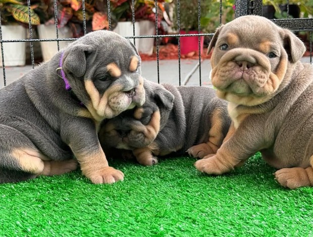 Bulldog Adorable English Bulldog Puppies Looking for a Forever Home!
