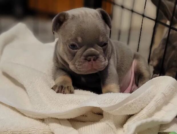 French Bulldog Male and Female French Bulldog Puppies