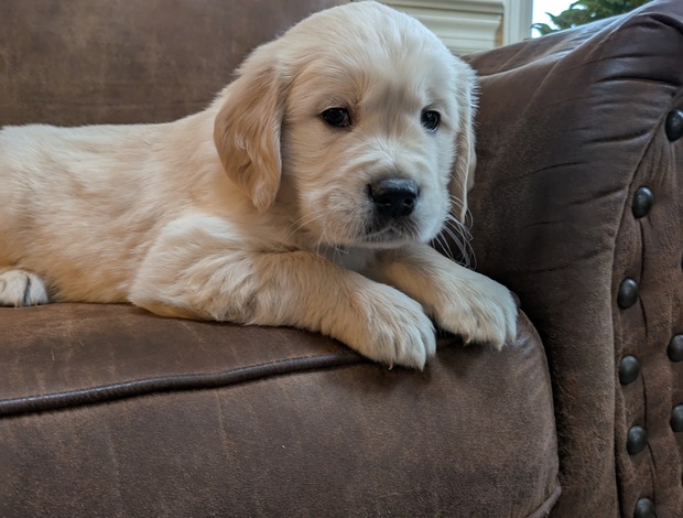 Golden Retriever Golden Retriever Puppies for adoption