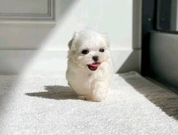 Maltese Pure Breed Maltese Puppies