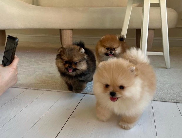 Pomeranian Pomeranian Puppies male and female available