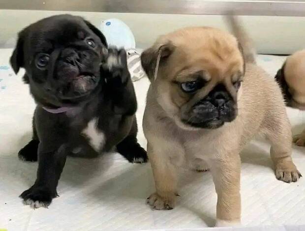 Pug Pug Puppies