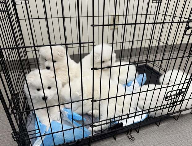 Samoyed Home Raised Samoyed Puppies