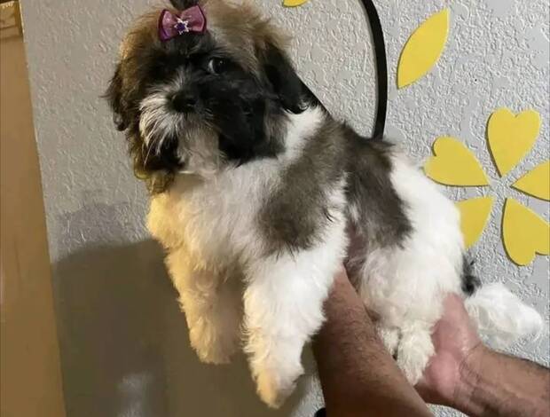 Shih Tzu Perfect companion Shitzu Puppies