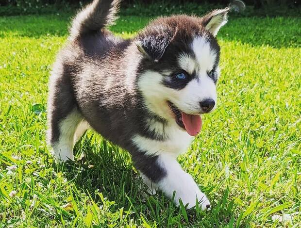Siberian Husky Beautiful Siberian Husky Puppies Male and Female