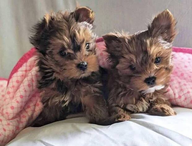 Yorkshire Terrier Friendly Adorable Yorkie Puppies