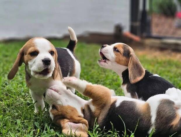 Beagle Pair of Beagle Puppies for adoption.