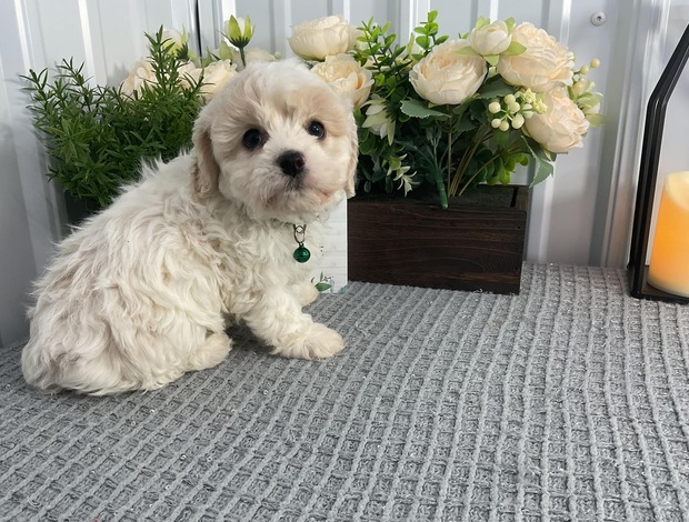 Cavalier King Charles Spaniel Home raise Cavachon Puppies Looking for new home