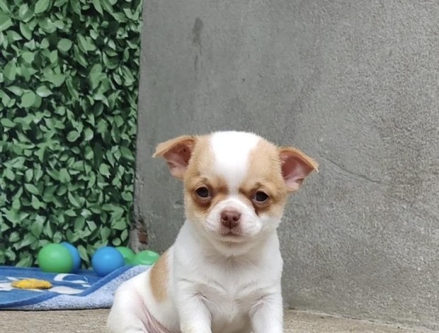 Chihuahua Chihuahua Puppies