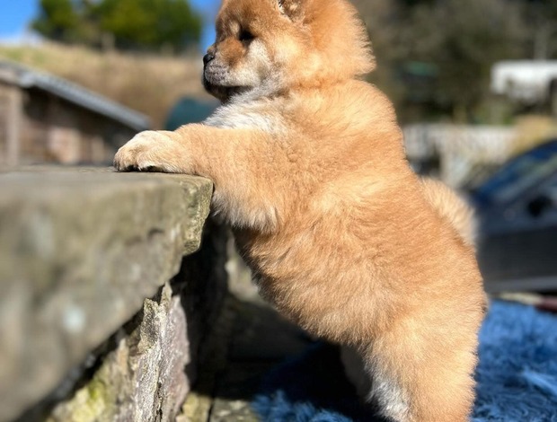 Chow Chow Male and female Chow Chow Puppies