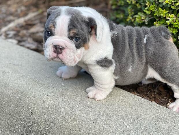 Olde English Bulldogge English Bulldog Puppies