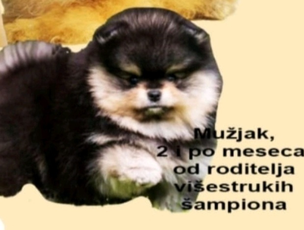 Pomeranian Pomeranian Spitz puppies
