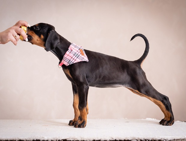 Doberman Pinscher Doberman puppies