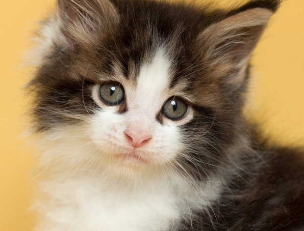 Maine Coon Maine Coon Kittens
