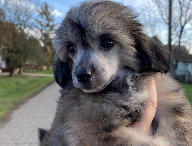 Chinese Crested Dog Chinese Crested puppies