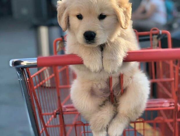 Golden Retriever Healthy, home raised Golden Retriever puppies