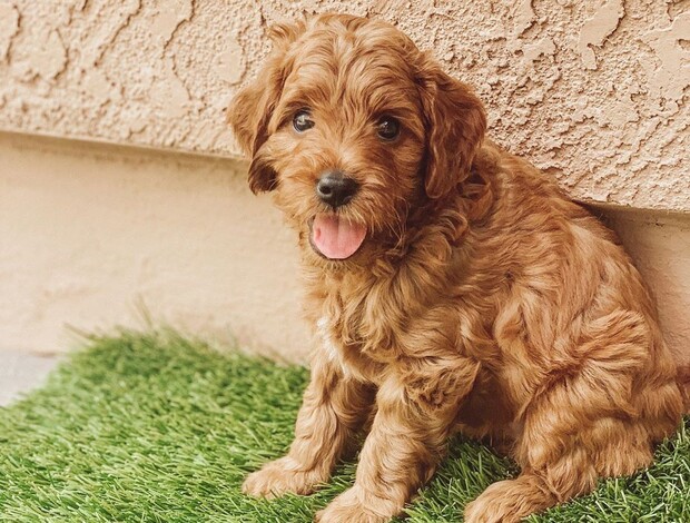 Poodle Adorable AKC registered Poodle puppies