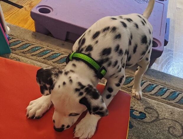 Dalmatian We have a Male and Female Dalmatian beautiful puppies