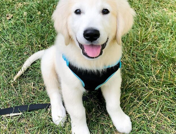 Labrador Retriever We have two Labrador Retriever pups for re homing.