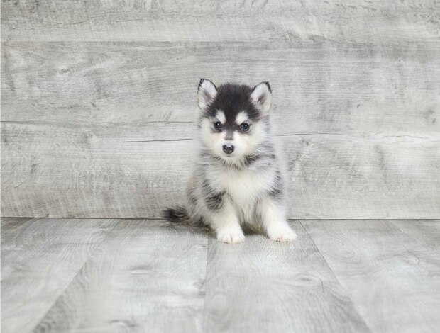 Other we have pure breed AKC registered male and female Pomsky puppies
