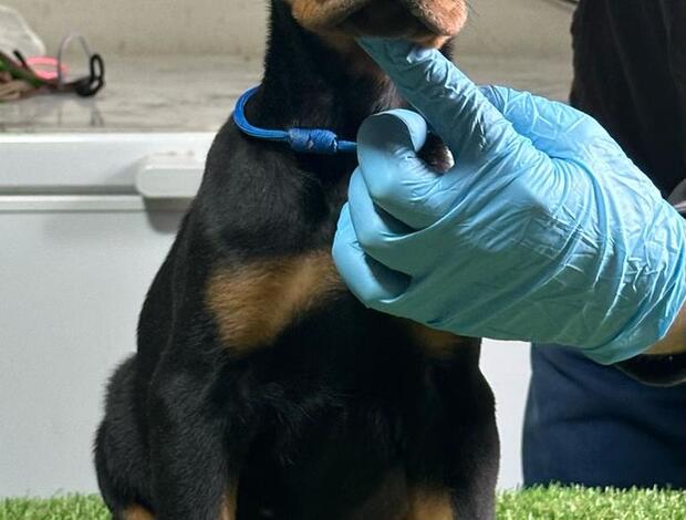 Doberman Pinscher Doberman puppies