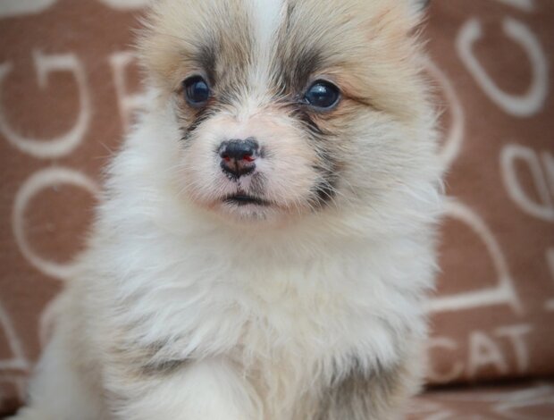 Welsh Corgi, Pembroke Welsh Corgi Pembroke Beautiful Puppies