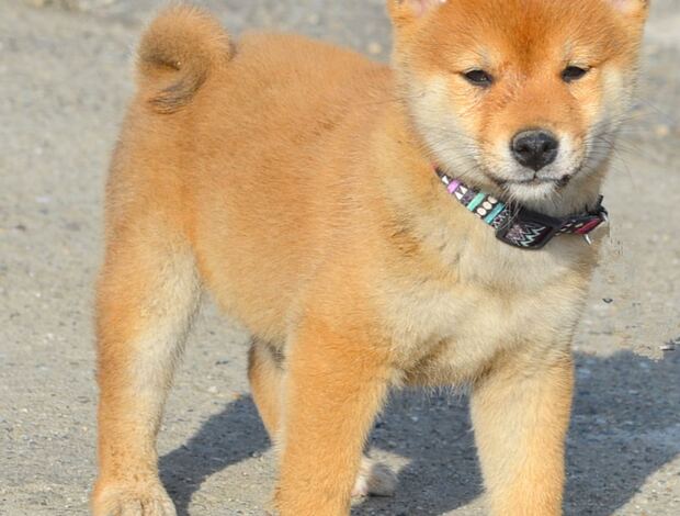 Shiba Inu Shiba Inu puppies