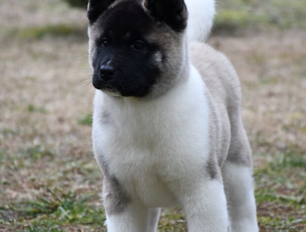 American Akita American Akita puppies