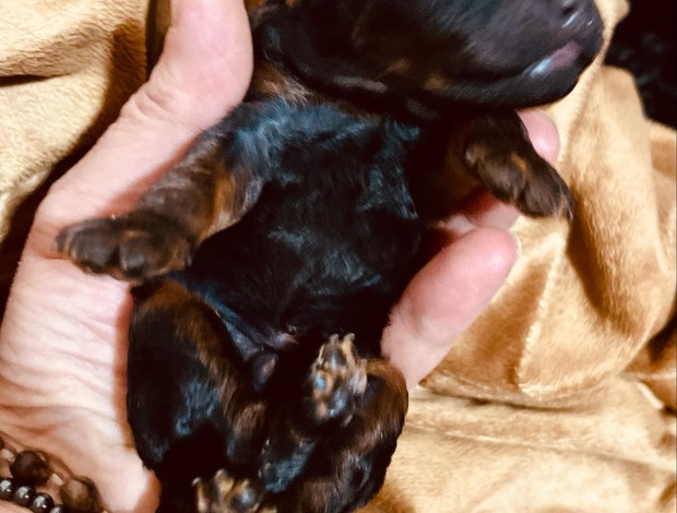 Poodle Black and Tan, Chocolate and Tan Toy Poodle puppies