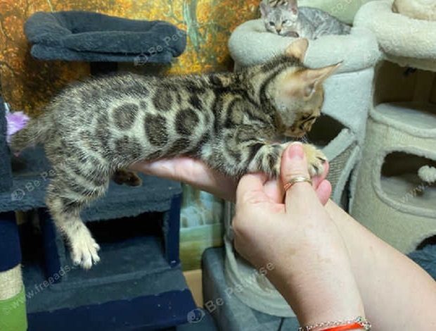 Bengal BENGAL-RARE KITTENS FOR SALE JUST 2 kittens left