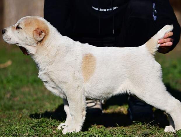 Central Asian Shepherd Dog Central Asian Shepherd puppies