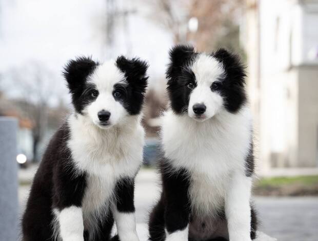 Border Collie Border Collie puppies